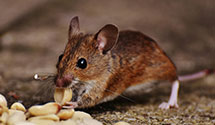 24 Hour & Emergency Exterminators in Norwichtown, CT